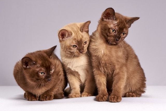 Pet Clinic La Jolla